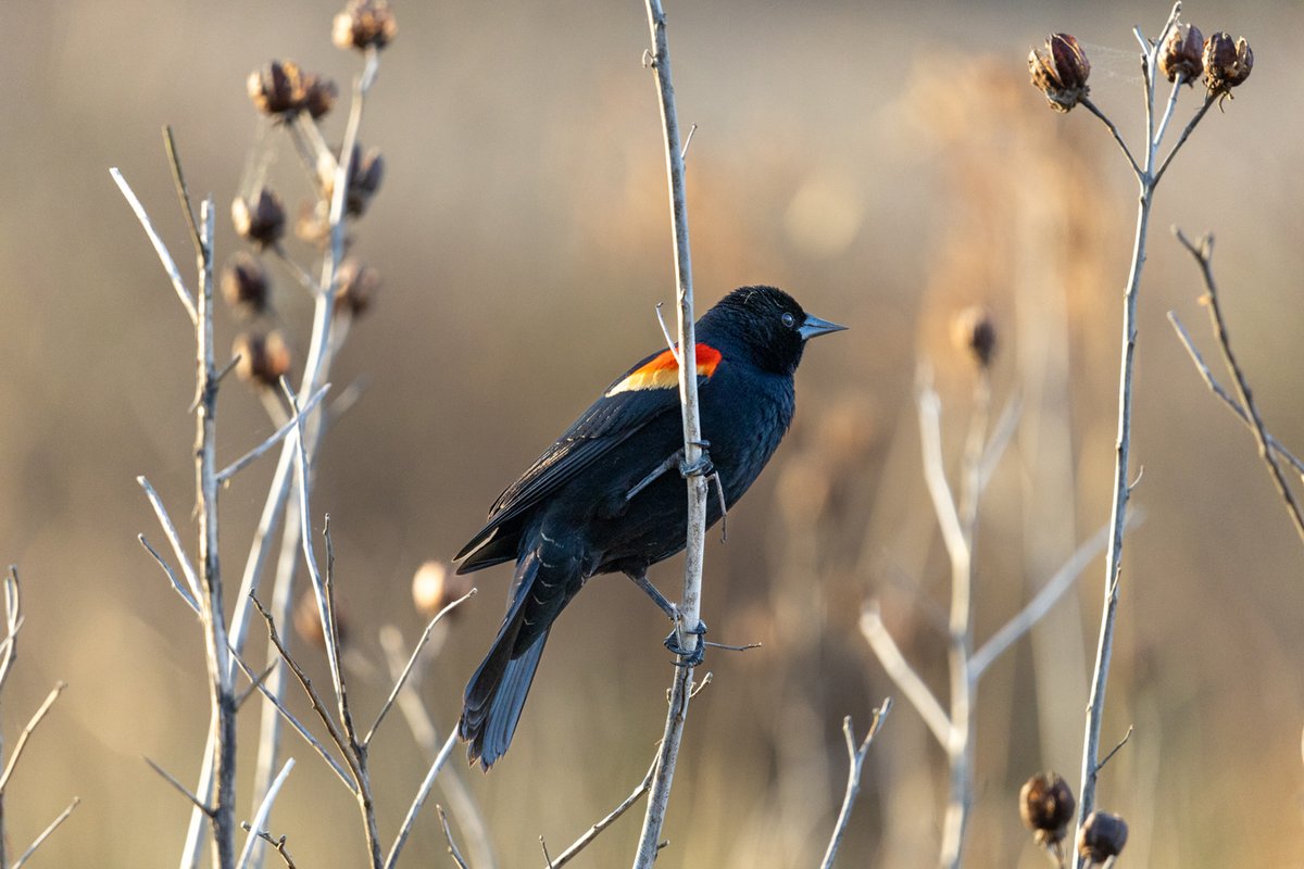 Red-winged blackbird on a branch
